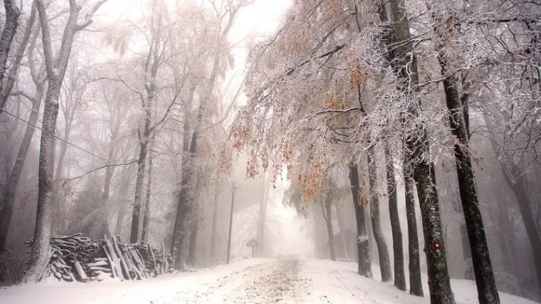 Zapeli na Sljemenu: Vatrogasci morali ukloniti 56 stabala!