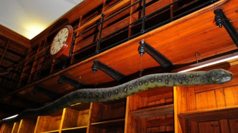 '&Scaron;vorc' vlada potro&scaron;ila bogatstvo na mrtvu zmiju