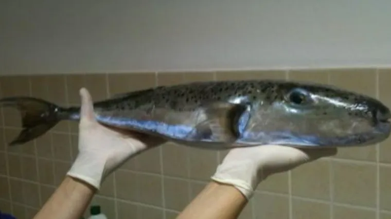 Kod Dubrovnika ulovljena nezabilježena vrsta ribe!