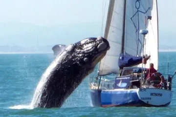 Golemi kit skočio na jahtu i ozlijedio tri osobe