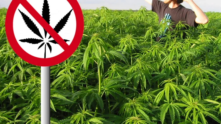 Banke u neprilikama zbog legalizacije marihuane