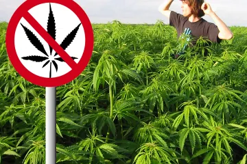 Banke u neprilikama zbog legalizacije marihuane