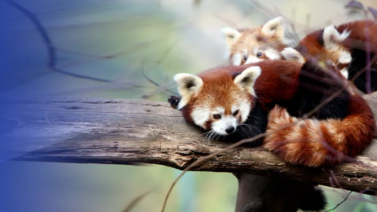 Izaberite ime prekrasnim bebama crvenih pandi