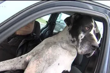 Hrvatska ima psa koji zna voziti