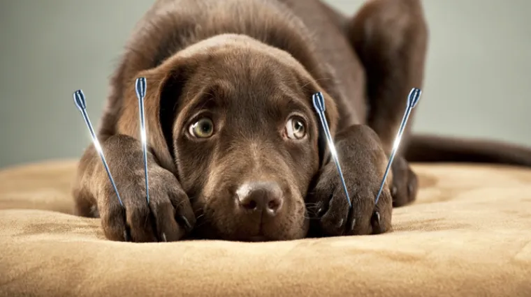 Zvjerstvo u Istri: Bacili petardu psu u usta!