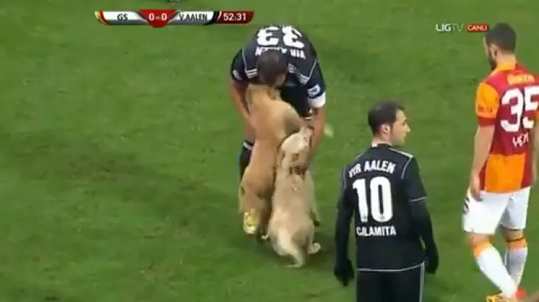 Umiljati psi prekinuli prijateljski susret