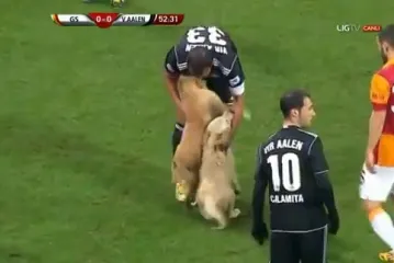 Umiljati psi prekinuli prijateljski susret