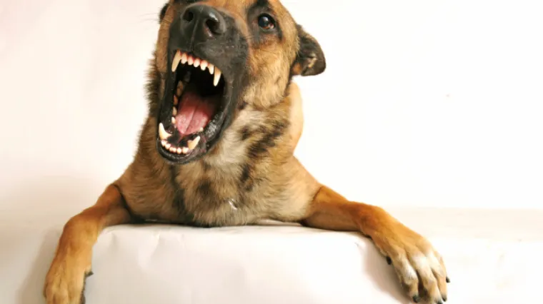 Susjedov pas brutalno napao malo dijete