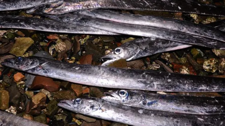 Stotine riba nasukale se na pulskoj Valelungi