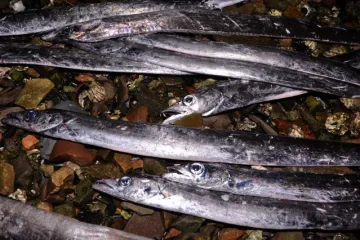 Stotine riba nasukale se na pulskoj Valelungi