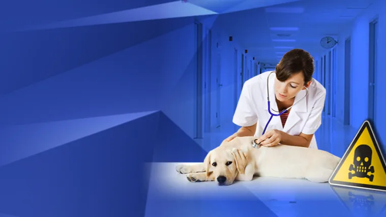 Splićani u &scaron;oku - be&scaron;ćutni manijak im truje pse!