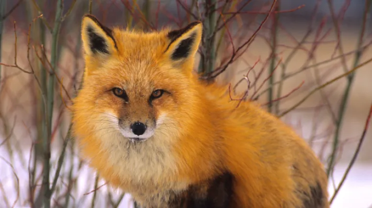 Bijesna lisica odgrizla bebin prst