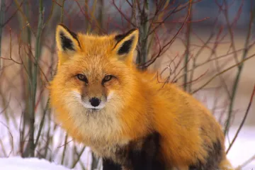 Bijesna lisica odgrizla bebin prst