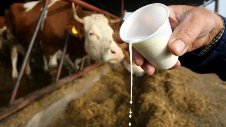 S kojih farmi dolazi 'otrovno' mlijeko?