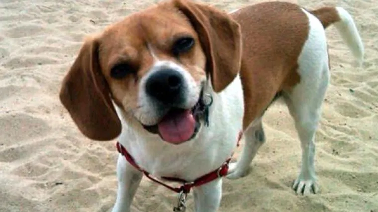 Psić spasio život nestaloj djevojčici