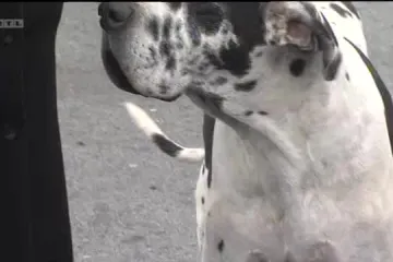 Pogledajte svinju koja surfa kao profesionalac