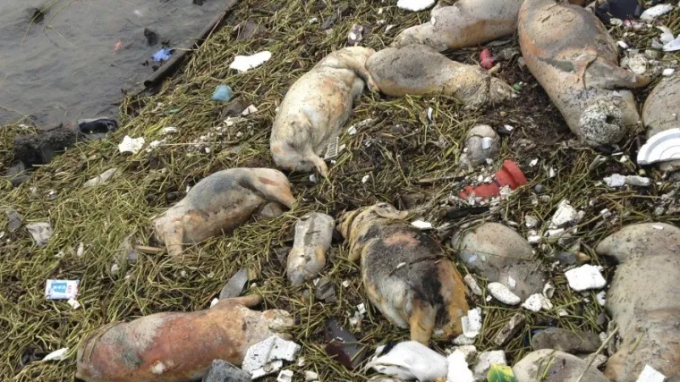 U kineskoj rijeci pronađene tisuće mrtvih svinja
