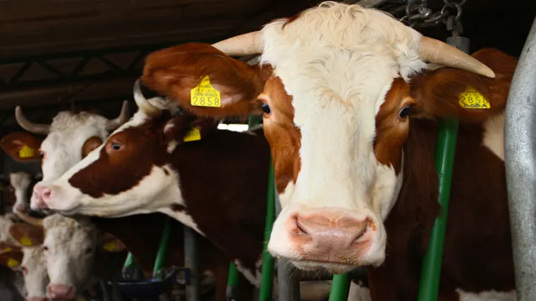 Farma strave dobivala je poticaje od države!?