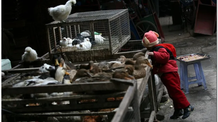 Četvero ljudi zaraženo novim sojem ptičje gripe