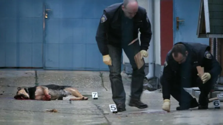 Brutalna okrutnost nad nesretnim mješancem