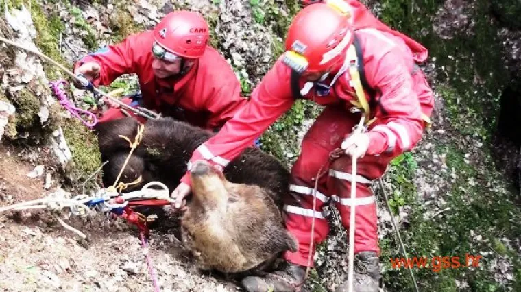 HGSS-ovci iz jame izvukli medvjeda teškog 200 kg!