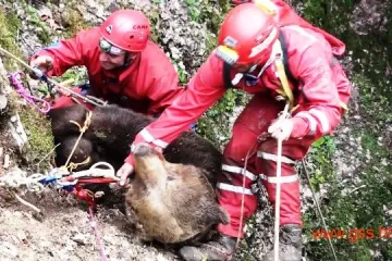 HGSS-ovci iz jame izvukli medvjeda teškog 200 kg!