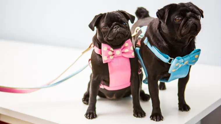 Evo &scaron;to va&scaron; ljubimac treba imati kad krene na &scaron;picu!