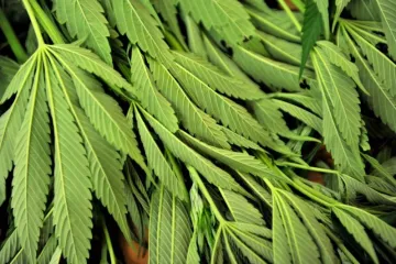 Novi biznis: Liječi bolesne od raka kanabisovim uljem