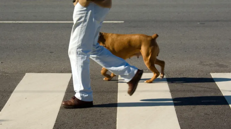 Kućnim ljubimcima protiv srčanih bolesti!