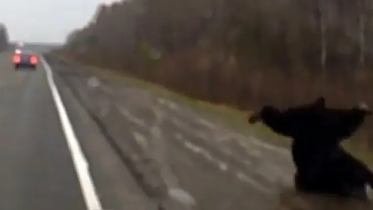 Medo pretrčavao cestu i udario u auto!