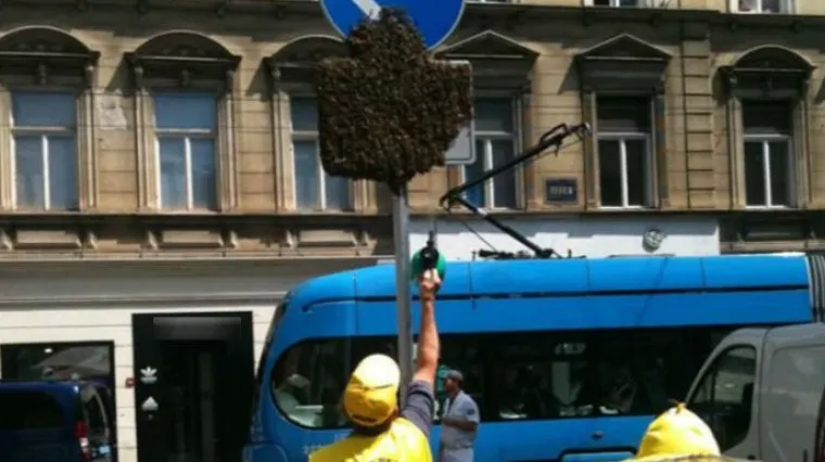 Neviđena invazija pčela u Zagrebu: Ne paničarite!