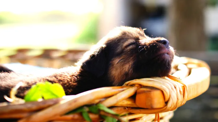&Scaron;tene preživjelo vožnju zaglavljeno u podvozju automobila