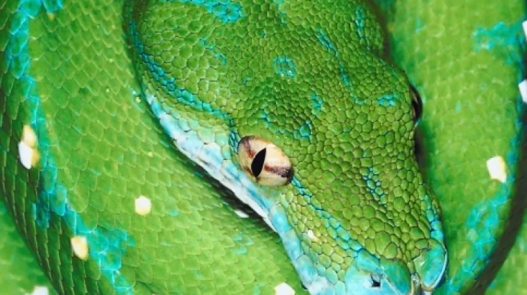 Ogromni piton ispuzao iz paketa i 'oče&scaron;ao' se o ženu