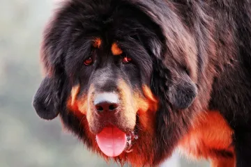 U psima prevozili drogu iz Meksika pa ih raskomadali