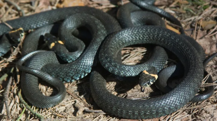 Baka tjerala zmiju vatrom pa zapalila kuću i sebe