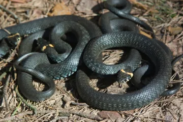 Baka tjerala zmiju vatrom pa zapalila kuću i sebe