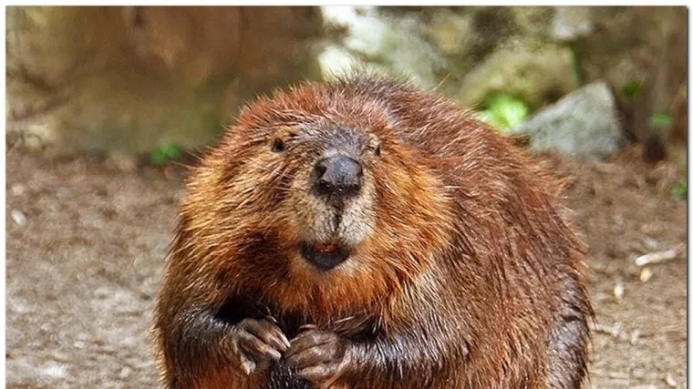 Zavr&scaron;io na Hitnoj nakon ugriza dabra u Dobri