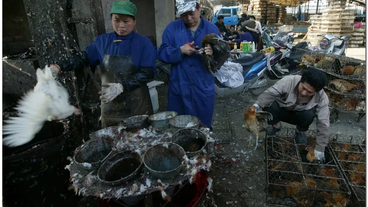 Prijenos ptičje gripe s čovjeka na čovjeka
