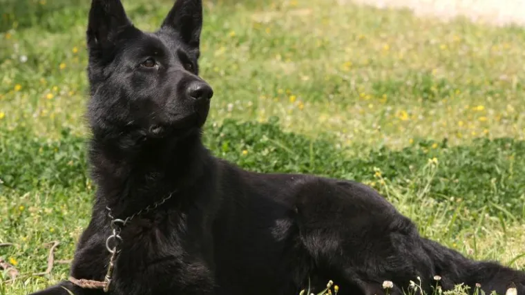 Otac i sin brutalno zlostavljali psa na parkirali&scaron;tu