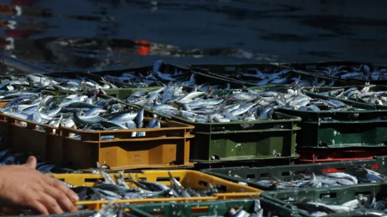 Odbačena tona ribe uz prometnice u Čavlima