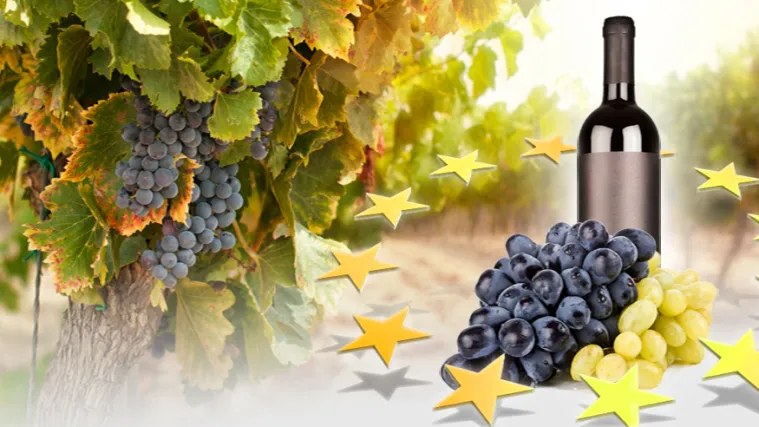 Hrvatska vina osvajaju Veliku Britaniju!