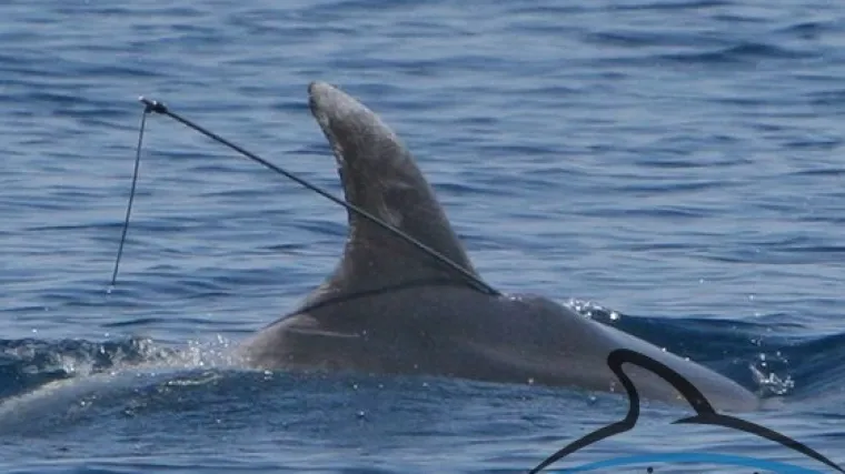 Dobri dupin Bojan mogao bi uginuti
