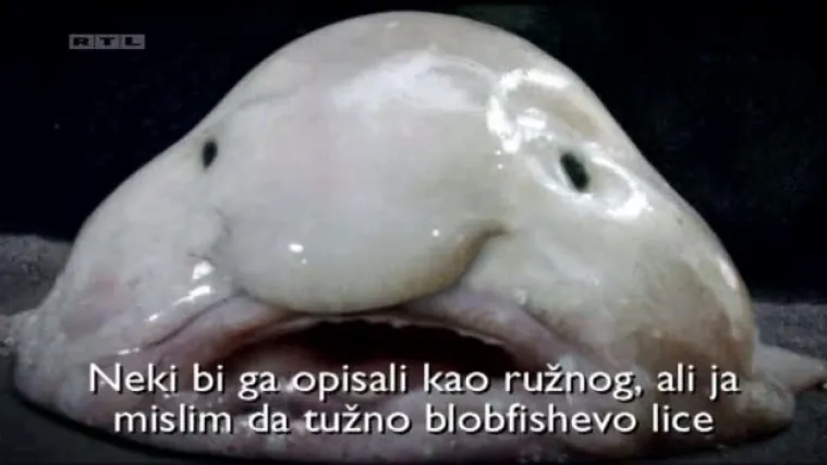 I ružne životinje napokon dobile svoje zaštitnike