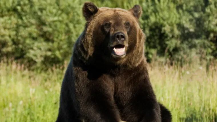 Medvjed napao gljivara nedaleko Postojne