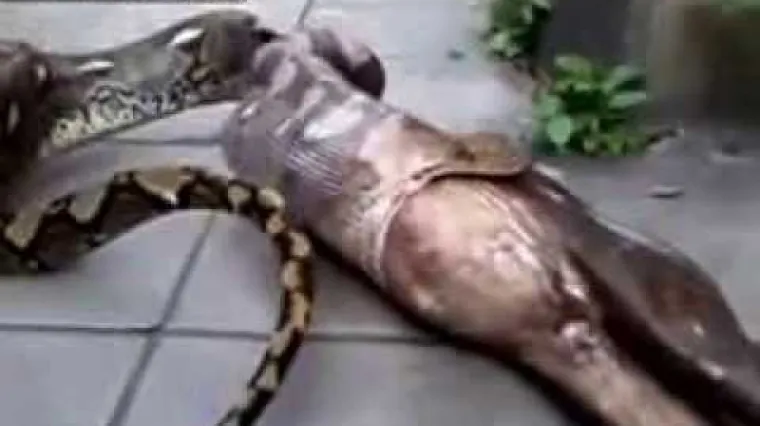 UZNEMIRUJUĆI video: Piton pojeo psa pa ga povratio!