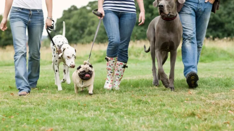 Jednosatna &scaron;etnja vam može spasiti život
