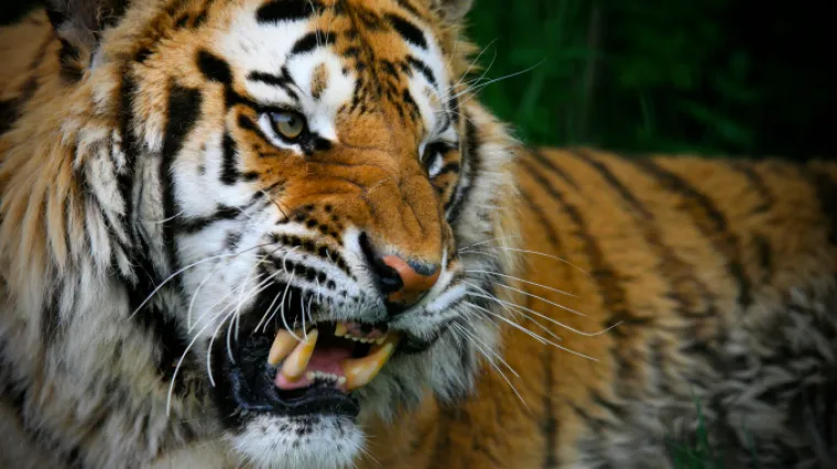 Tigar napao i te&scaron;ko ranio zaposlenicu ZOO-a