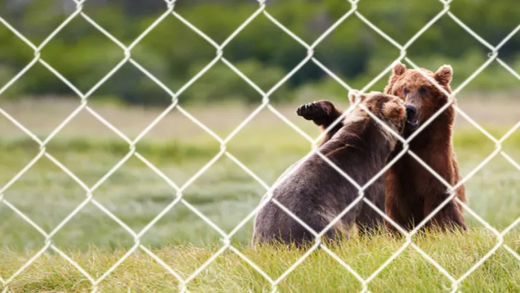 Neizvjesna sudbina utočišta za medvjede