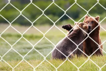 Neizvjesna sudbina utočišta za medvjede