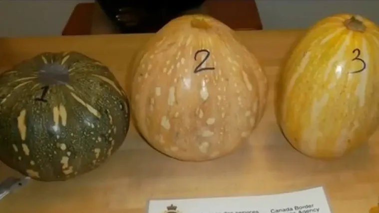 Poku&scaron;ala pro&scaron;vercati kokain u bundevama za Noć vje&scaron;tica